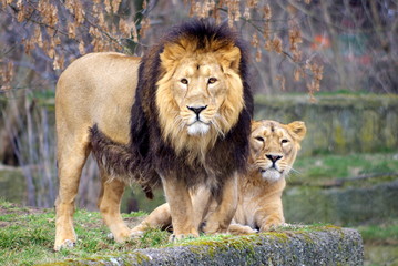 Lion and Lioness, grown up couple