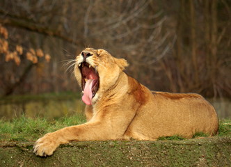 Yawning Lioness -  a portrait of a bored animal