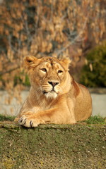 Portrait of a resting Lioness