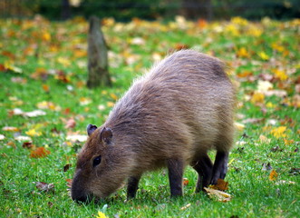 Capibara eating grass