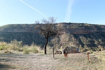 ruins of megalithic burial construction dolmen in Gorafe badlands under the tree, Spain
