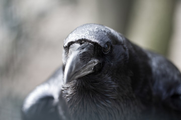 Portrait of a raven
