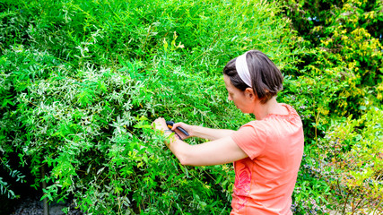 woman pruning a Japanese hakuro willow tree with pruning shears in the garden