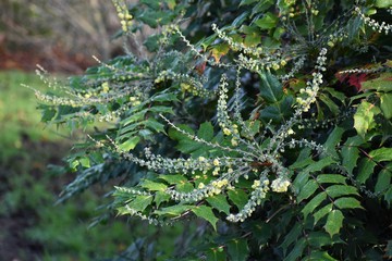 Ornamental flowering plant of Mahonia x media (Mahonia japonica buckland), in the garden. It is an interspecific hybrid shrub in the family Berberidaceae.