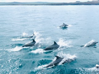 top view of a huge dolphin family swiming playing and jumping in the ocean