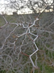 barbed wire on fence