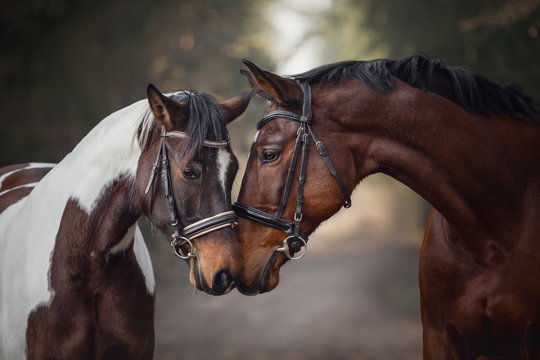 portrait of stallion and mare horses in love nose to nose sniffing each other on road in forest background © vprotastchik