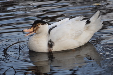 Duck of White