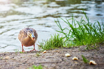 Happy duck found pieces of bread on the shore of a pond. The concept of deception and naivety....