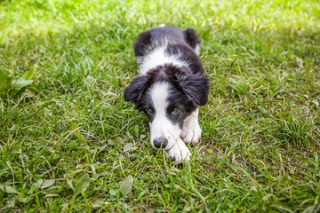 Funny outdoor portrait of cute smilling puppy border collie lying down on grass background. New lovely member of family little dog gazing and waiting for reward. Pet care and animals concept