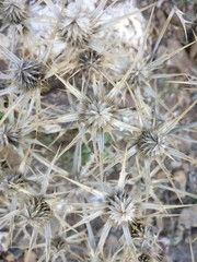 close up of a cactus