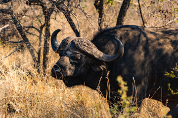 afrika