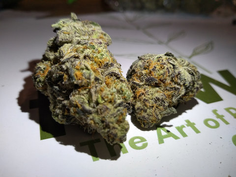 Marijuana Buds