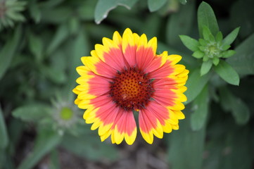 Yellow Edge Wild Flower