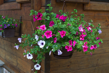 A pot with a flowering petunia is suspended against a wood wall