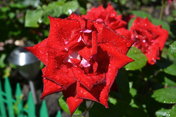 Beautiful red rose with dew drops