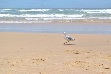 Fototapeta na wymiar Seagull on Gold Coast beach Australia.
