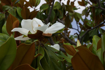 Branch of magnolia tree ( Magnolia grandiflora ) with white flower.