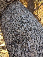 bark of a tree