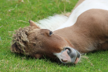 Schlafendes Pony