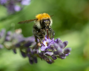 Feeding bumblebee