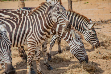 Fototapeta na wymiar Wild zebra in a pasture, Safari Park in Costa Rica.