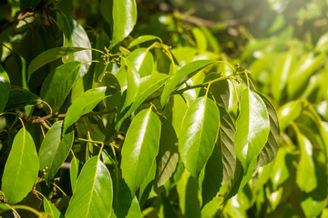 Green bushes with trimmed branches and young leaves.