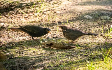 A blackbird male feeds its chick with a worm on the lawn.