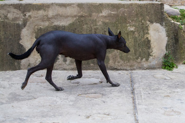 Perro peruano sin pelo