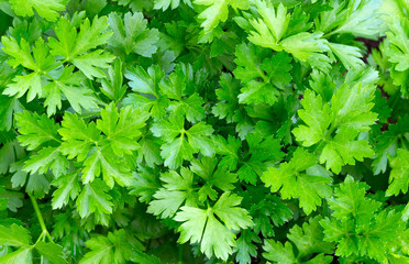 Parsley leaves. Green leaf us background.