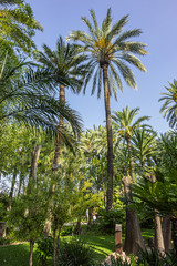 Fototapeta na wymiar Parque Municipal (XVII century) form a part of Elche Palmeral - a palm trees plantation in Spanish province of Alicante. It is largest palm grove in Europe and one of largest in world. Elche, Spain.