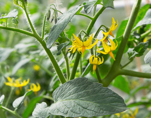 Tomato plant flower and leaf in greenhouse.