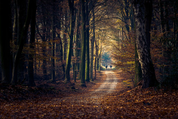 Dirty sand road through the autumn forest with the early morning light