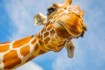 Blurred giraffe background. Wild giraffe in a pasture, Safari Park in Costa Rica.