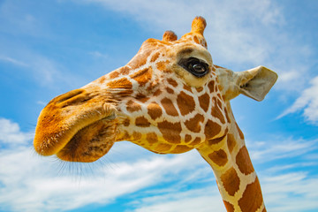 Blurred giraffe background. Wild giraffe in a pasture, Safari Park in Costa Rica.
