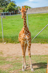 Blurred giraffe background. Wild giraffe in a pasture, Safari Park in Costa Rica.