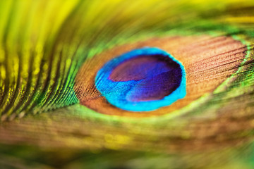 Peacock feather - colorful, bright, light and exotic.  Macro photography. Natural beauty of nature. Background.