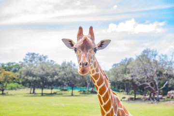 Blurred giraffe background. Wild giraffe in a pasture, Safari Park in Costa Rica.