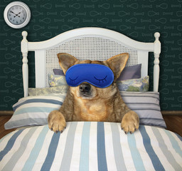 The beige dog in a blue sleep mask is sleeping on the bed in his bedroom.