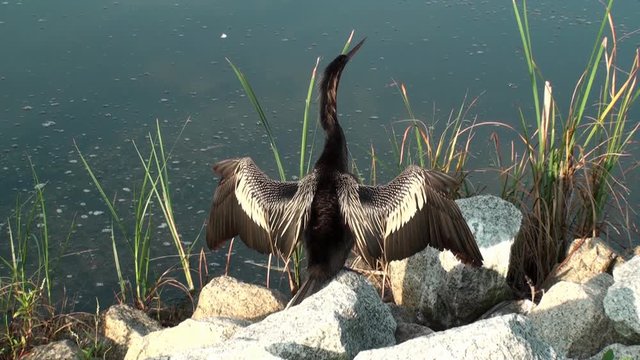 Anhinga on the rocks drying his wings