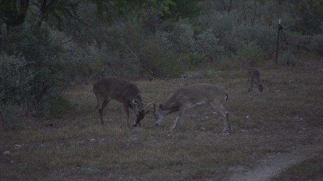 two whitetail bucks fighting early am