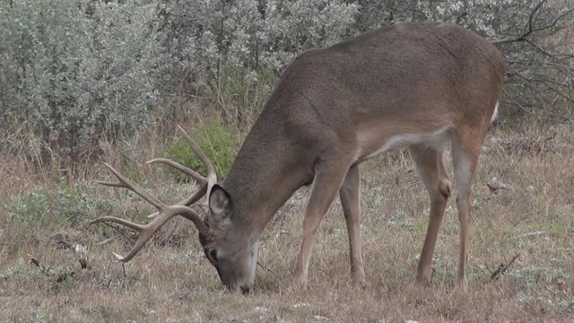 tight shot of Texas whitetail buck feeding