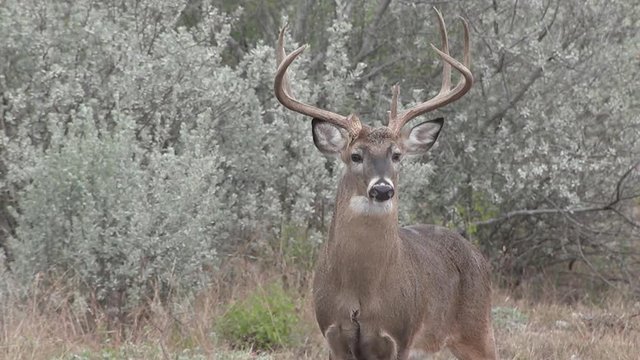 tight shot of huge whitetail buck