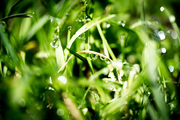 green grass with water drops