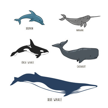 Set of sea animals. Figure whale, dolphin, narwhal, sperm whale, killer whale. Vector illustration.