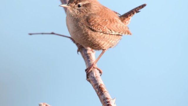 Eurasian Wren (Troglodytes troglodytes) Singing bird in its natural habitat