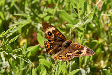 Obraz premium Closup of Common Buckeye Butterfly (Junonia coenia) with worn wings. Texas