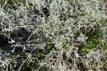 Wild grass background