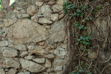 Stone wall with creeper plant background. Low-key shadowy detail of wall