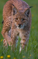 Lynx lynx wildlife Slovakia